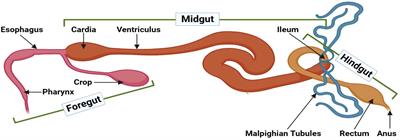 Recent trends in insect gut immunity